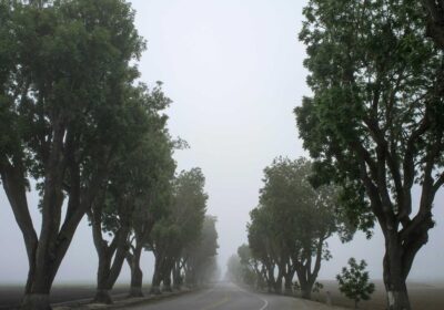Sandakphu Trek — 5 Days gallery